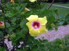 Hibiscus amarillo Africa 2009.jpg