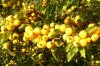 005 Mispeln im eigenen Garten.JPG