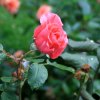 004 Meine letzte Rose.JPG