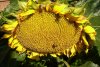 002 Eine Sonnenblume aus dem Garten.JPG