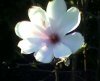 schÃ¶ne blume.jpg