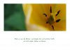 BlÃ¼ten.jpg