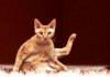 ViewFotoCommunity-1183059 (Katzen Yogi).jpg