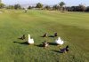 Heute im GOLF.jpg