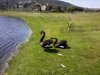 Cisnes negros 1.jpg