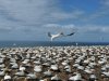 Neuseeland Vögel.jpg Neuseeland Vögel.jpg