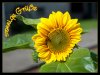sonnige-Gruesse-a18205158.jpg sonnige-Gruesse-a18205158.jpg