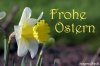 UploadedImages_frohe-ostern_narzisse.jpg