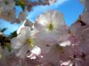 kirschblüte.jpg kirschblüte.jpg