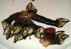 Percebes 1.jpg