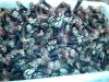 Percebes.jpg