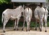 DSC07215a.jpg