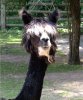Alpaka.jpg