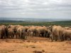 Addo Elephant Park 1.jpg