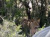 Addo Elephantpark 5.jpg