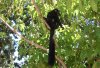 Lemur in Nosy Bé, Madagaskar.jpg