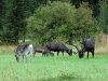 wildrentiereCIMG1955.jpg