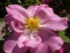 heckenrose1.jpg