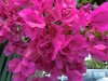 bougainvillaCIMG2805.jpg