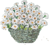 blume-0523.gif