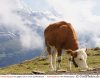 0816_05002_kuh_alpen.jpg