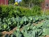 gartenCIMG3990.jpg