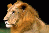 lÃ¶we.gif