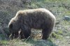 braunbÃ¤r.jpg