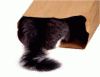 tÃ¼tenkatze.gif