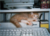 versteckencat.gif