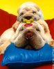 doggis.jpg