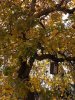 apfelbaum.jpg