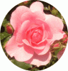web. rose fÃ¼r tynka.gif