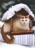 !__0-cat-in-a-birdhouse-tr.jpg
