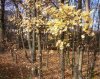 web. der herbstwind raschelt, neu.jpg