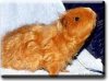meerschweinchen.jpg