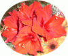 web. isis blumen.gif