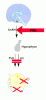 pillenwirkung.gif