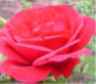 web. rose, ausschnitt 4.jpg