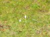 schneeglÃ¶ckchen-k.jpg