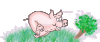 laufendes schwein.gif