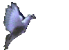 15.gif