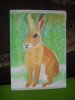 Bild Hase1.jpg