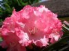 rhododendronpink.jpg