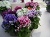 DSC00727.jpg