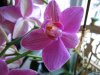 orchidee2.JPG