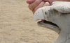 DSC01368ro.jpg