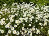 gartenCIMG6773.jpg
