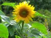 sonnenblumeCIMG3873.jpg sonnenblumeCIMG3873.jpg