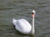 Schwan (640x480).jpg